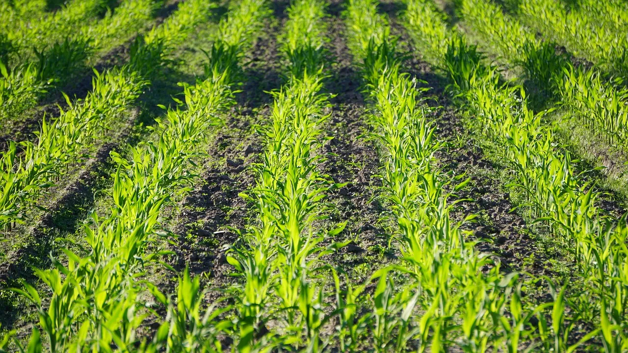 Manganese Chloride is Applied in Agriculture