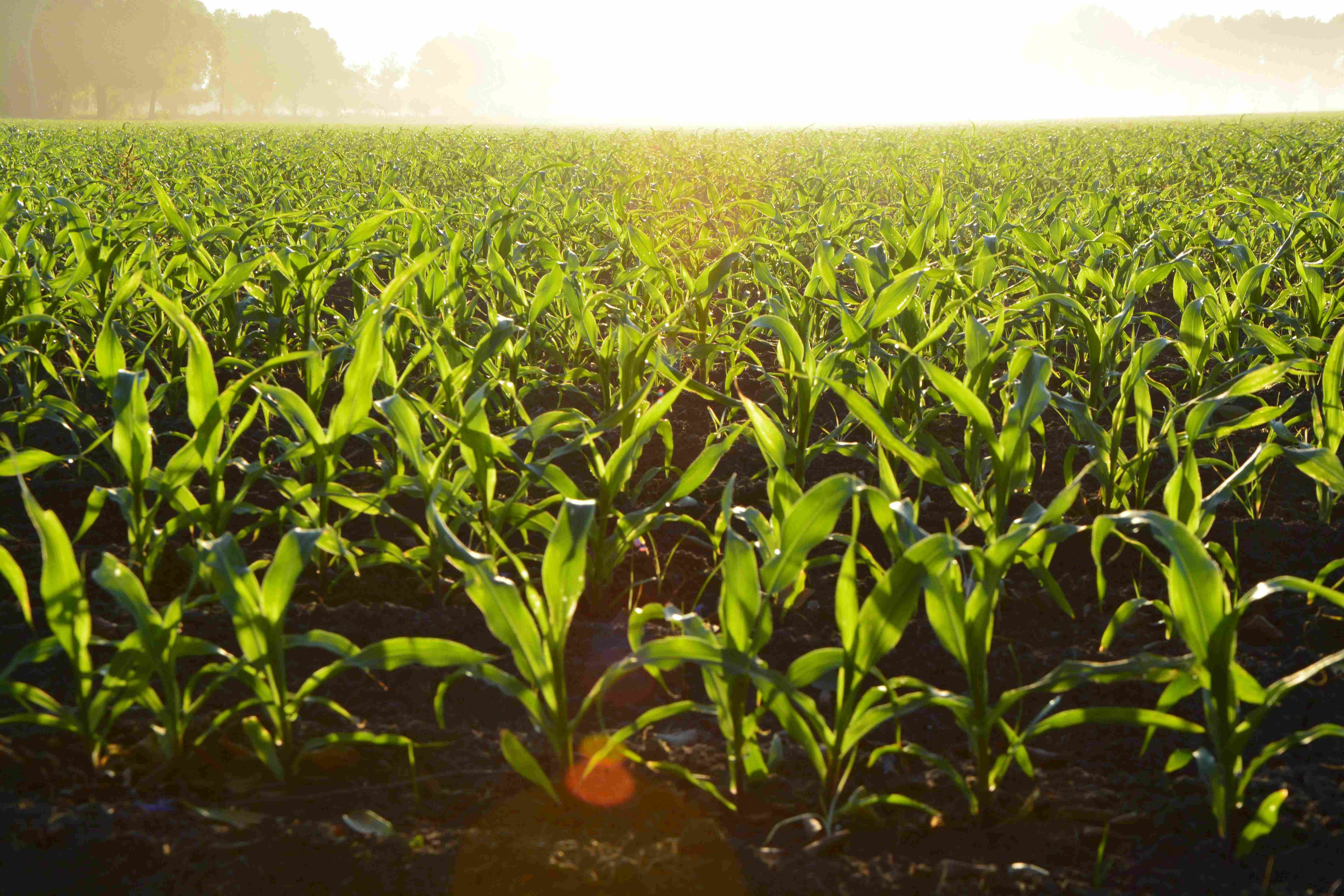 Agriculture