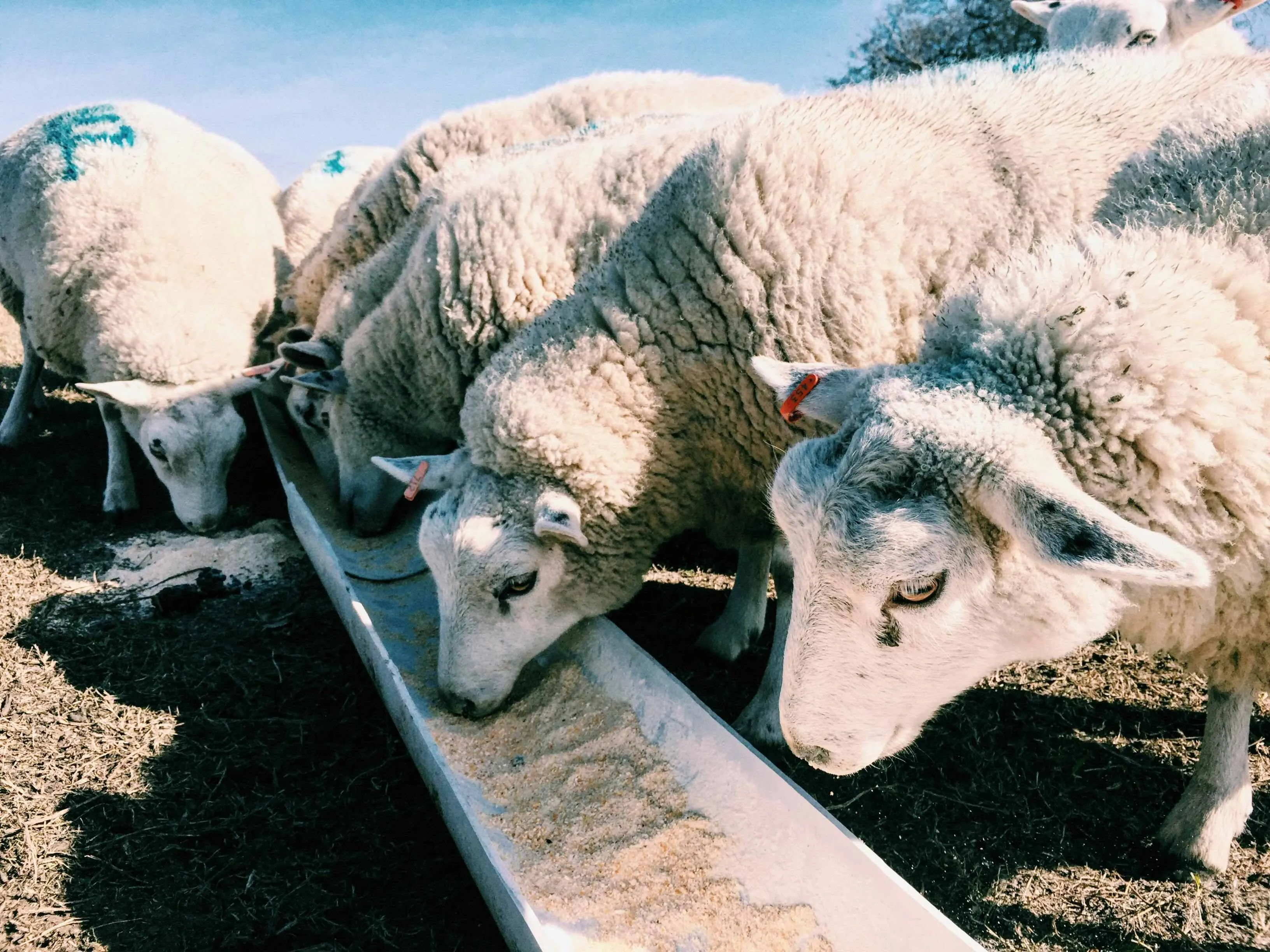 Manganese Chloride is Applied in Animal Nutrition